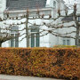 Groene beukenhaag in de winter